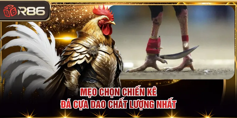 Mẹo chọn chiến kê đá cựa dao chất lượng nhất